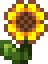 verano